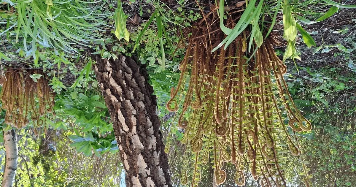 The Fascinating World of Ferns