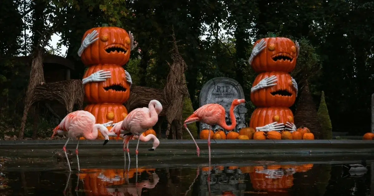 Spooky Cozy Halloween at Aalborg Zoo