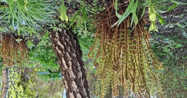 The Fascinating World of Ferns