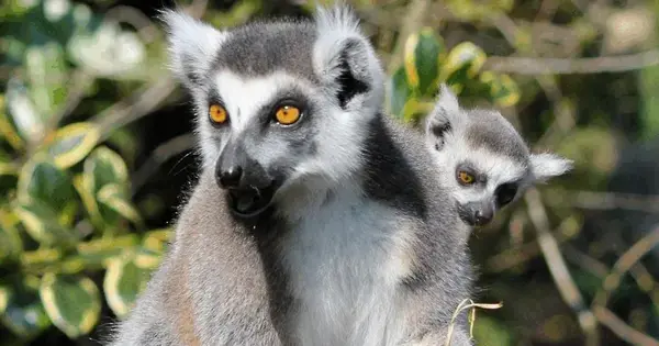 The Christmas Run at Aalborg Zoo 2026