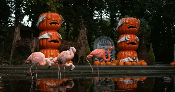 Spooky Cozy Halloween at Aalborg Zoo