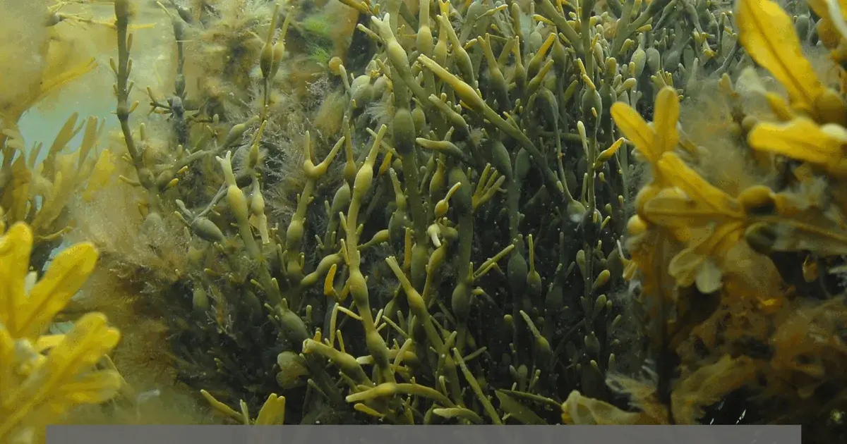 Lecture: Seaweed
