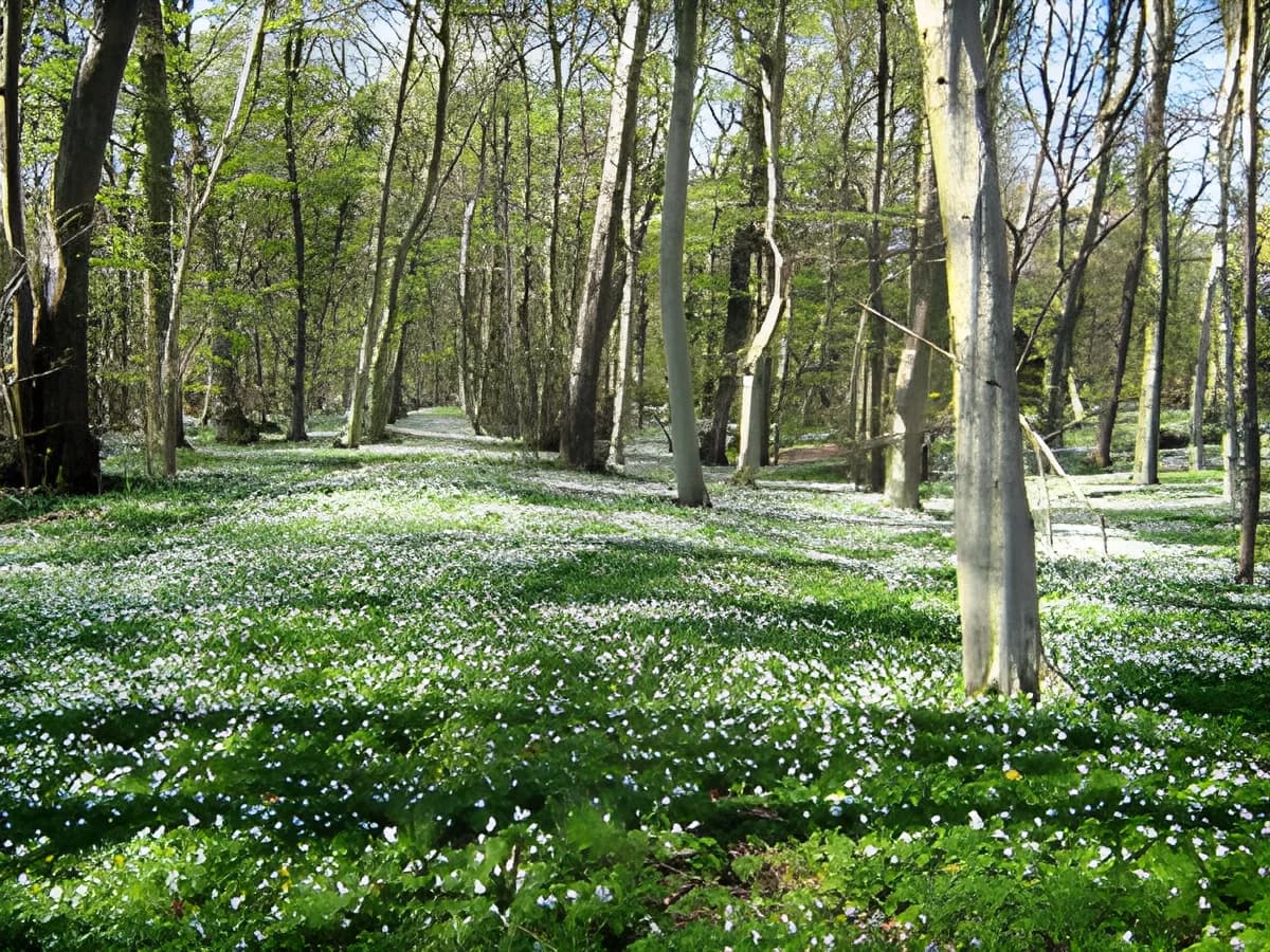 Sunlit forest with tall trees and a carpet of white wildflowers.