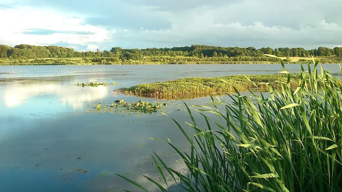 Reed marsh and wetland vegetation beside a calm lake.